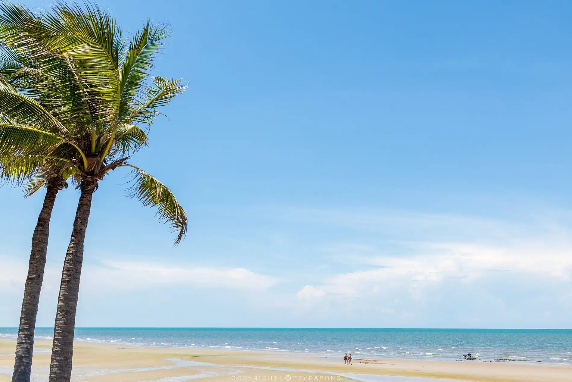 Beach and Coconut Trees