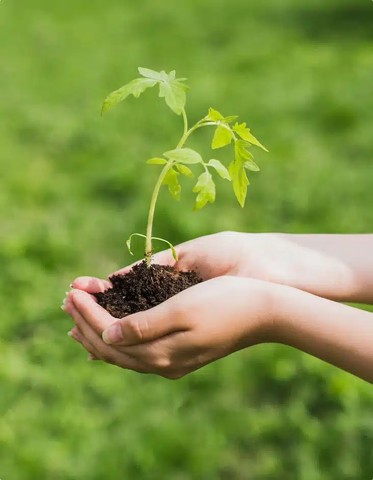 hand th plant - The Rock Hua Hin