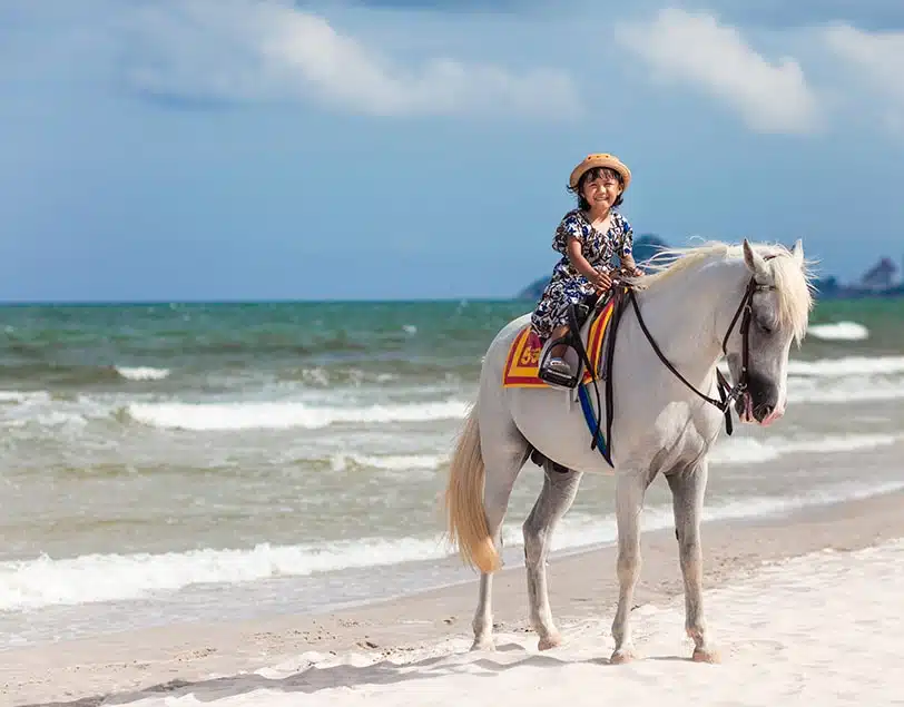 Horse on the beach