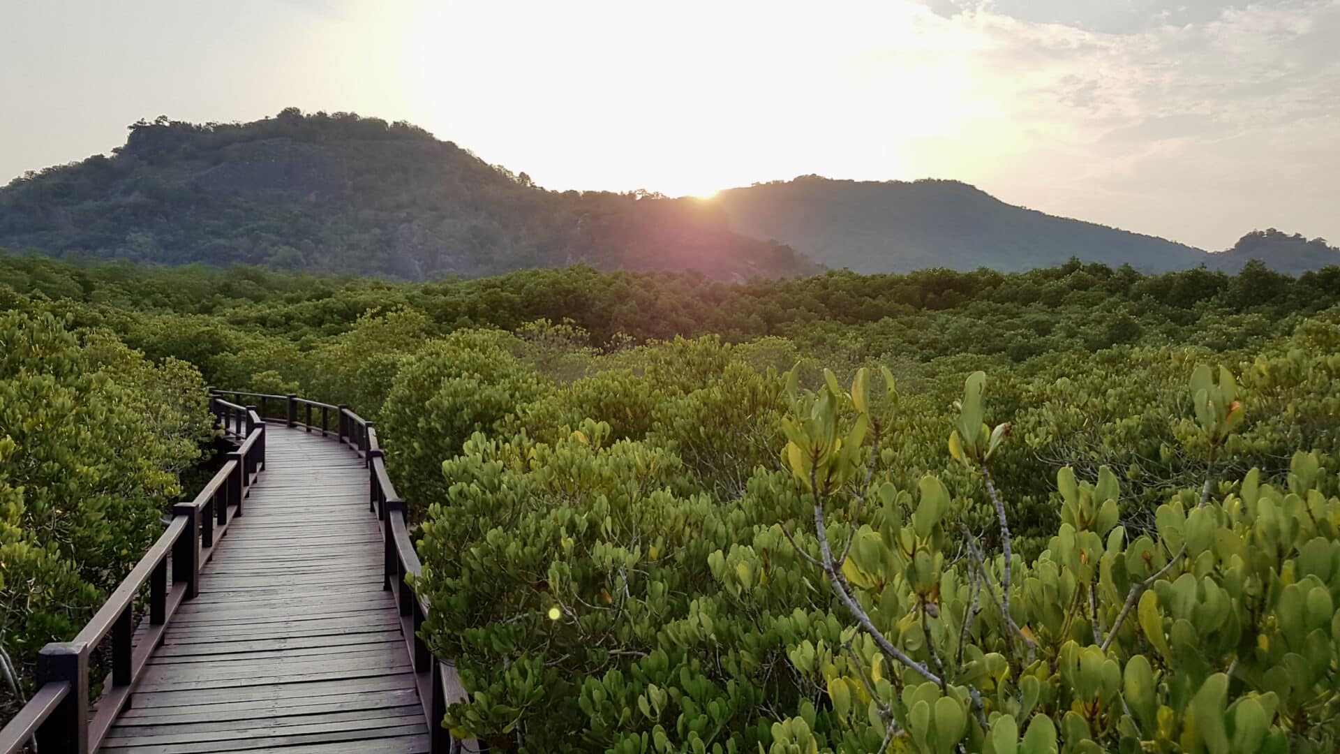 เส้นทางเดินศึกษาธรรมชาติป่าชายเลน วนอุทยานปราณบุรี