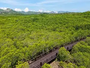 เส้นทางเดินศึกษาธรรมชาติป่าชายเลน วนอุทยานปราณบุรี