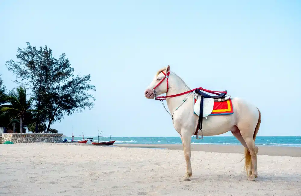 กิจกรรมขี่ม้าอยู่ที่หาดไหน
