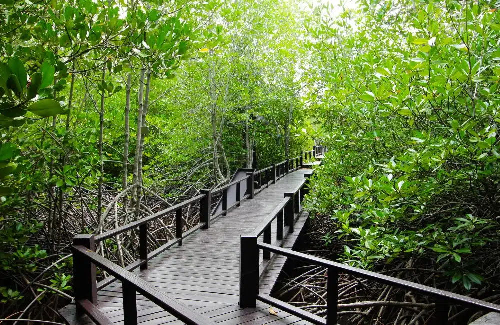 ชมวิวบนสะพานไม้ยาวกว่า 1 กิโลเมตร