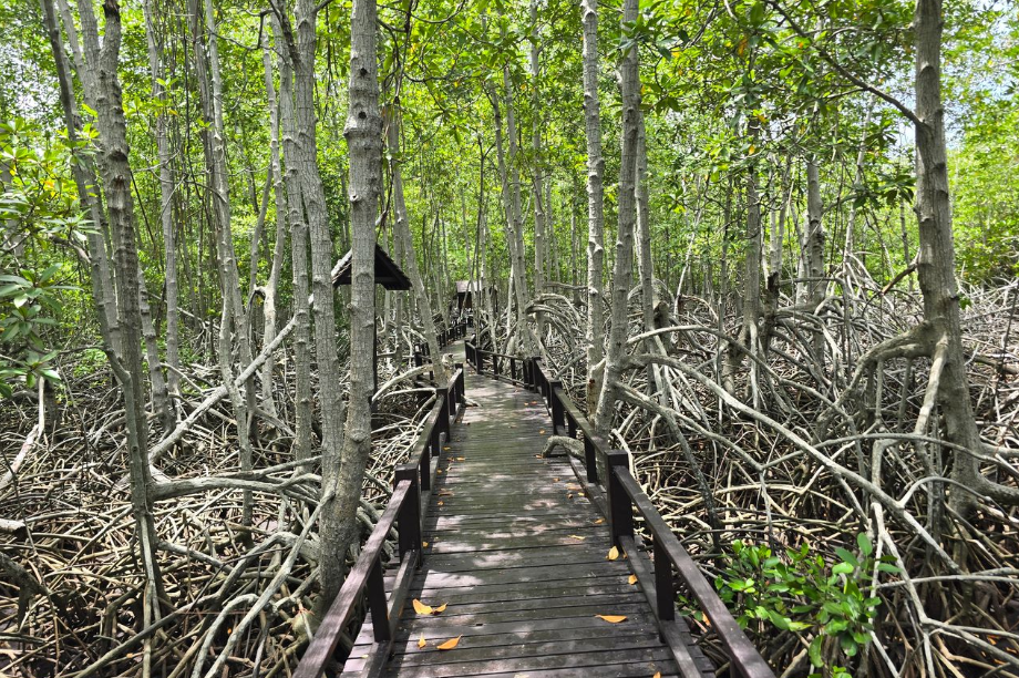 ป่าชายเลนด้านหลัง: เขตเปลี่ยนผ่านระหว่างทะเลกับแผ่นดิน