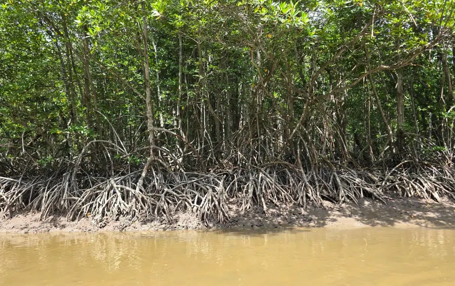 Discovering the Black Mangrove (Xylocarpus moluccensis): Nature’s Resilient Survivor