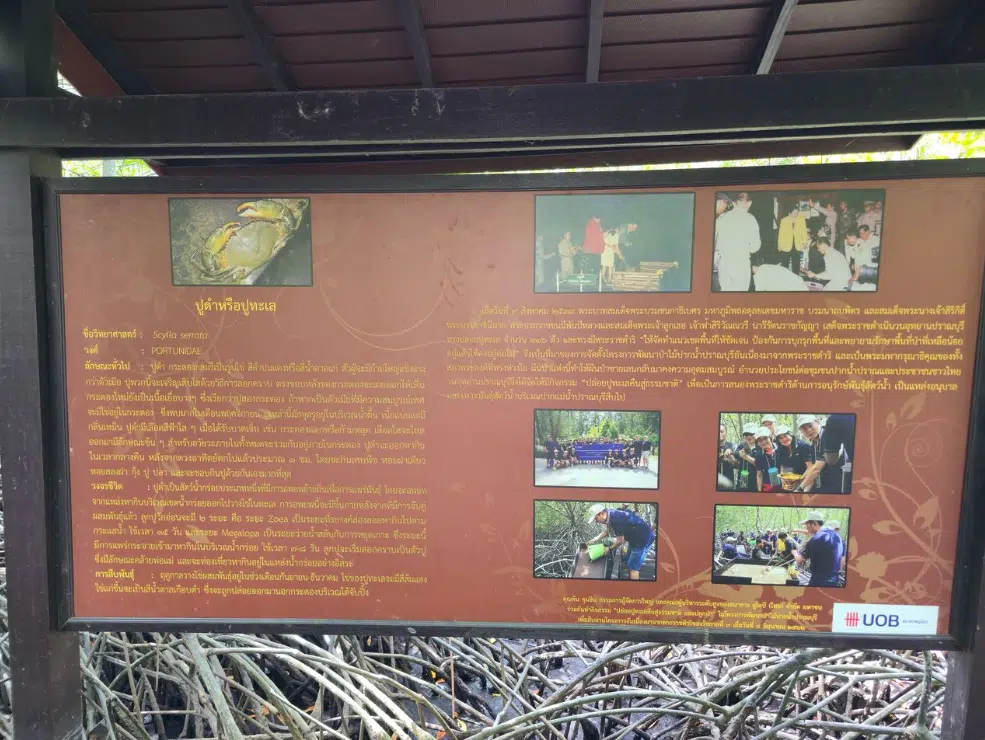Exploring Pranburi Forest Park: Thailand’s Coastal Mangrove Marvel near Hua Hin