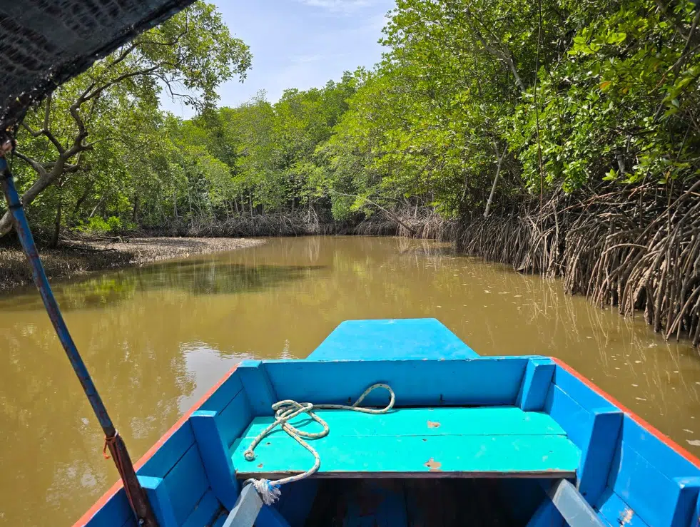 Exploring Pranburi Forest Park: Thailand’s Coastal Mangrove Marvel near Hua Hin