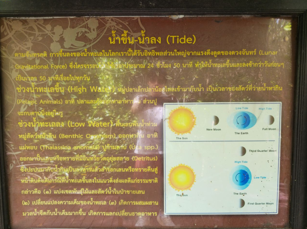 สำรวจวนอุทยานปราณบุรี: มหัศจรรย์ป่าชายเลนชายฝั่งของไทย