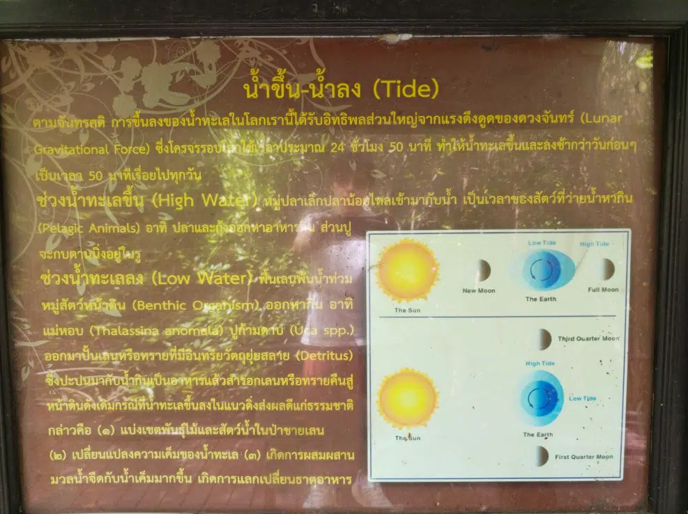 Exploring Pranburi Forest Park: Thailand’s Coastal Mangrove Marvel near Hua Hin