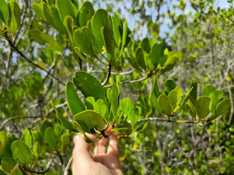 Exploring Pranburi Forest Park: Thailand’s Coastal Mangrove Marvel near Hua Hin