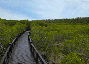 Exploring Pranburi Forest Park: Thailand’s Coastal Mangrove Marvel near Hua Hin