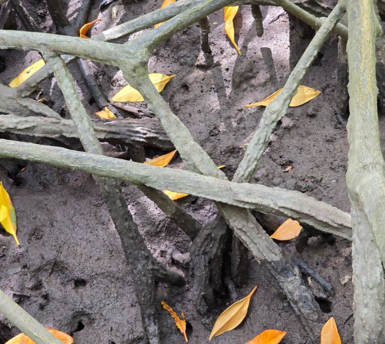 สำรวจวนอุทยานปราณบุรี: มหัศจรรย์ป่าชายเลนชายฝั่งของไทย