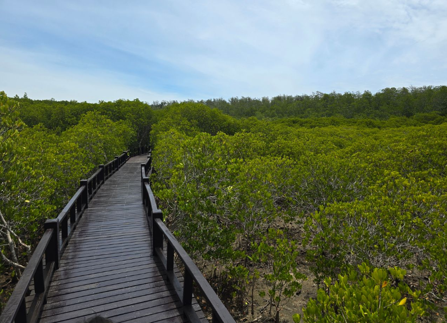 Exploring Pranburi Forest Park: Thailand’s Coastal Mangrove Marvel near Hua Hin
