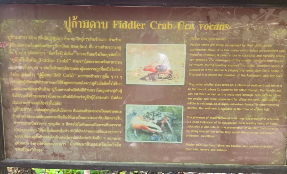 Crabs of the Forest: Meet the Mud Crab (Scylla serrata)